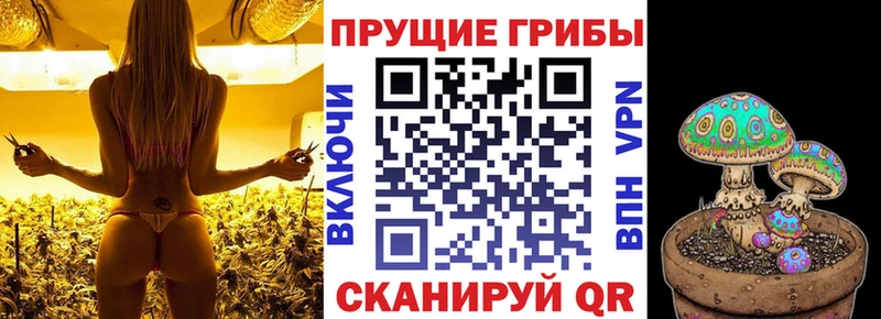 Псилоцибиновые грибы Psilocybine cubensis  Данков 